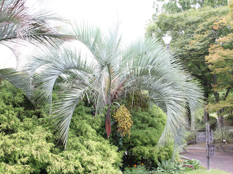 Butia capitata