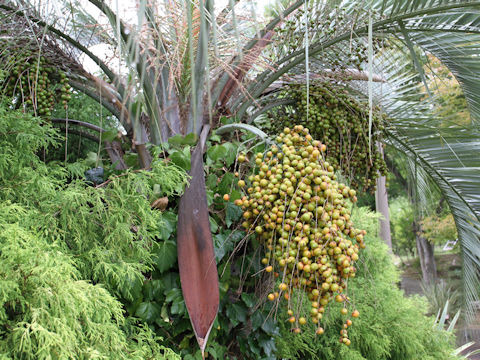 Butia capitata