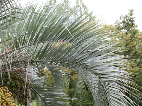 Butia capitata