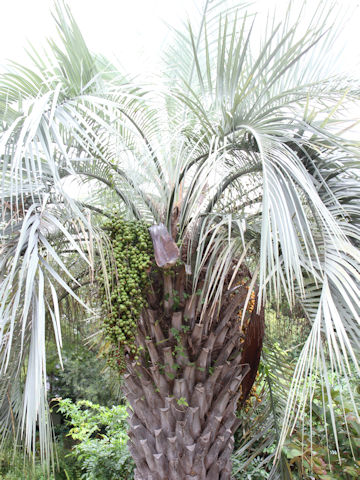 Butia capitata