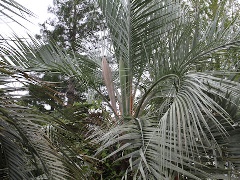 Butia capitata