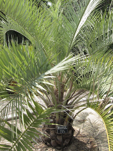 Butia capitata