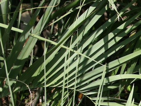 Butia capitata