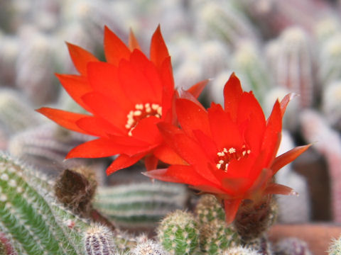 Chamaecereus silvestris