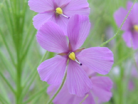 Byblis liniflora