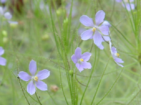 Byblis liniflora