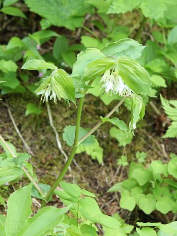 Disporum hookeri var. oreganum