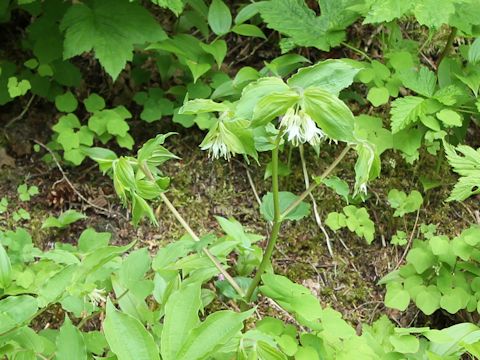 Disporum hookeri var. oreganum