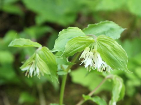 Disporum hookeri var. oreganum