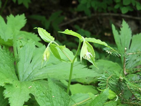 Disporum hookeri var. oreganum