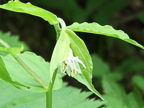 Disporum hookeri var. oreganum