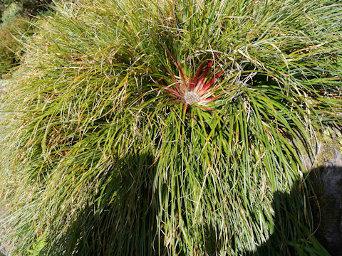 Fascicularia bicolor