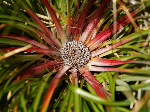 Fascicularia bicolor