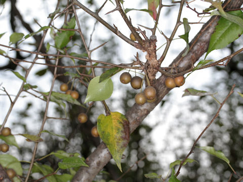 Pyrus fauriei