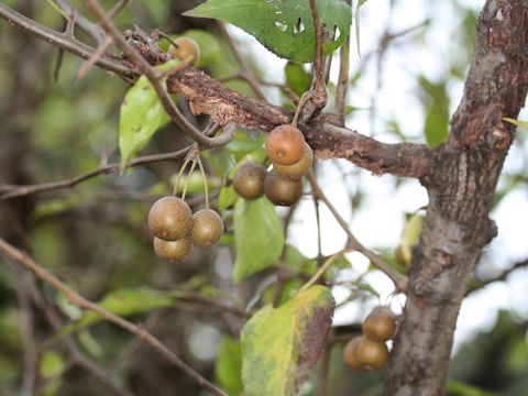 Pyrus fauriei