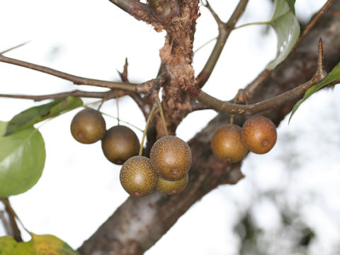 Pyrus fauriei