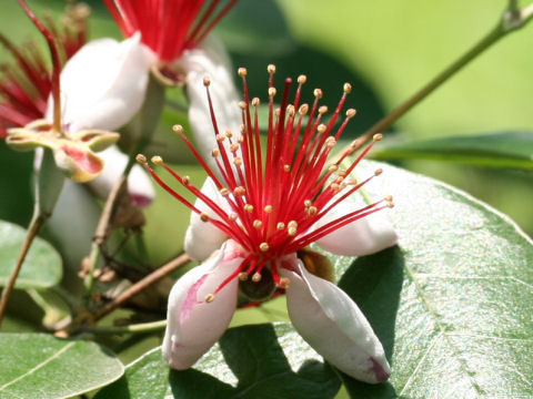 Feijoa sellowiana