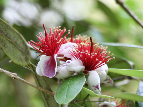 Feijoa sellowiana