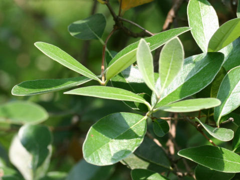 Feijoa sellowiana