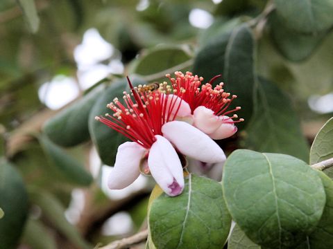 Feijoa sellowiana