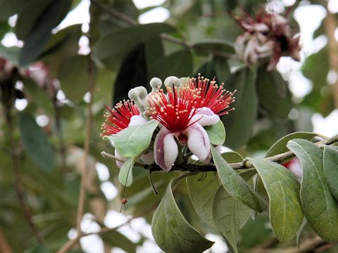 Feijoa sellowiana