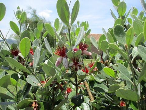 Feijoa sellowiana