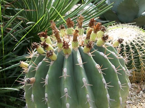 Ferocactus alamosanus