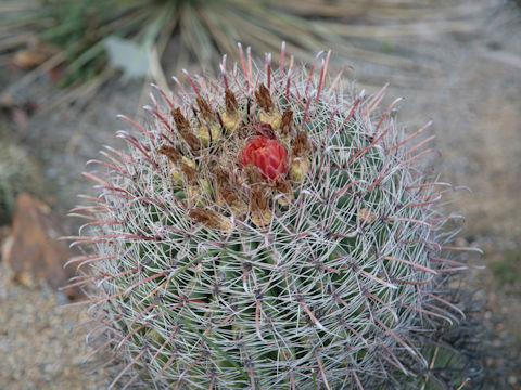 Ferocactus gracilis