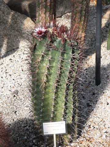 Ferocactus latispinus