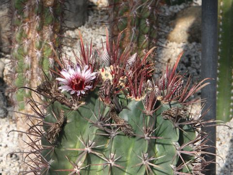 Ferocactus latispinus