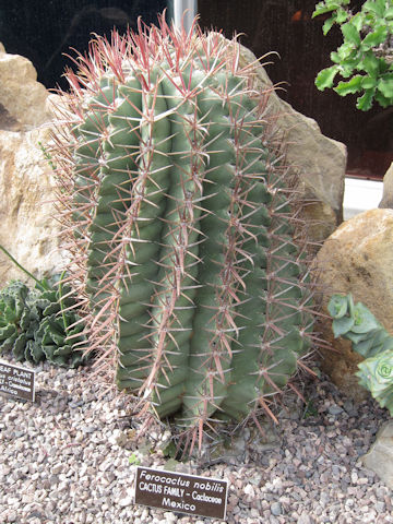 Ferocactus nobilis