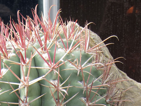 Ferocactus nobilis