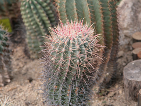 Ferocactus nobilis