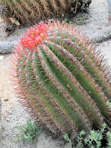 Ferocactus pilosus