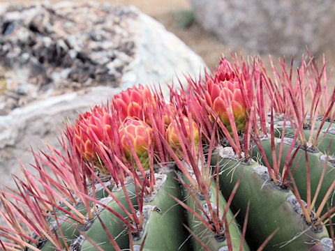 Ferocactus pilosus