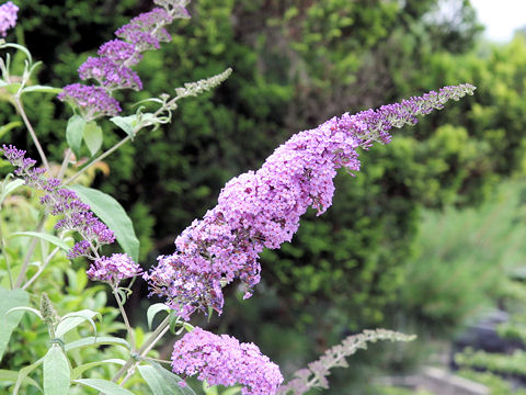 フサフジウツギ Buddleja Davidii