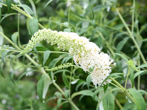 フサフジウツギ Buddleja Davidii