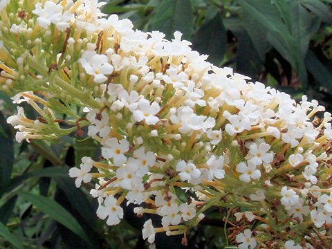 Buddleja davidii