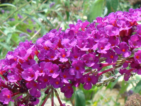 Buddleja davidii