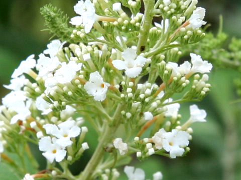 Buddleja davidii