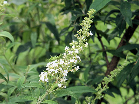 Buddleja davidii