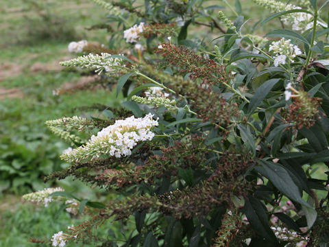 Buddleja davidii