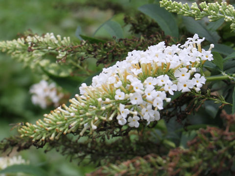 Buddleja davidii