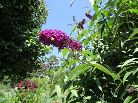 Buddleja davidii