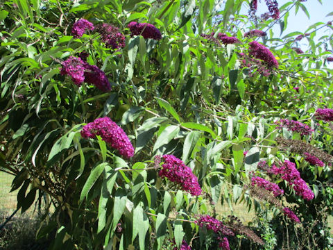 Buddleja davidii