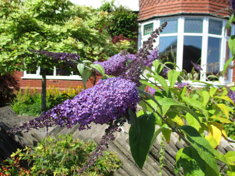 Buddleja davidii