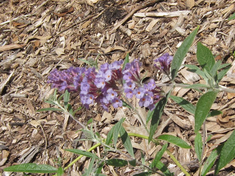 Buddleja davidii