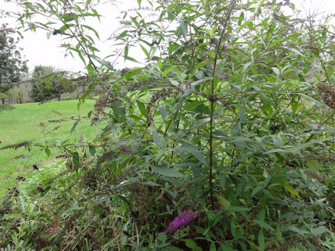 Buddleja davidii