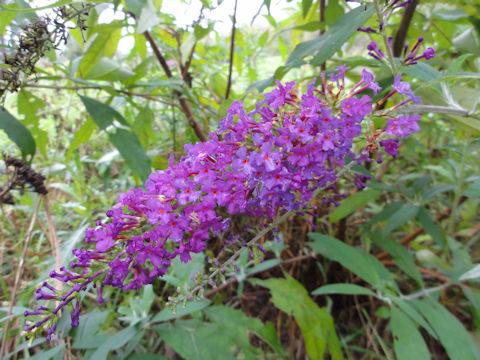 Buddleja davidii