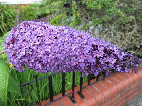 Buddleja davidii